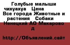 Голубые малыши чихуахуа › Цена ­ 25 000 - Все города Животные и растения » Собаки   . Ненецкий АО,Макарово д.